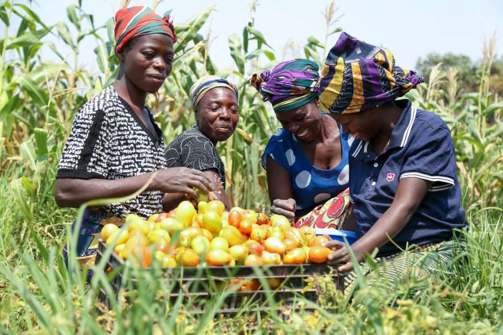 Four women of the Chakuishi cooperative laugh over a crate of freshly harvested tomatoes in a maize field