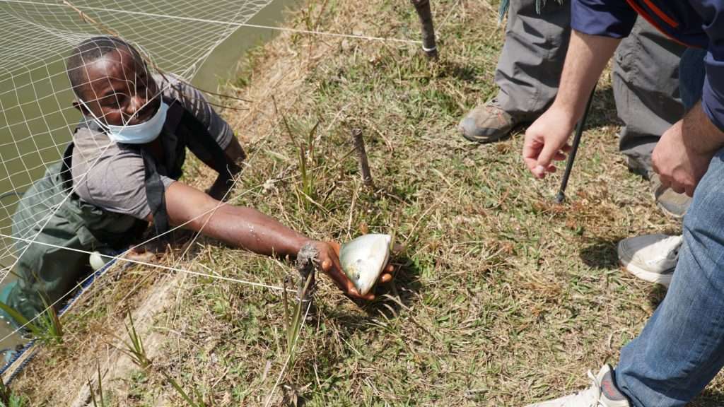 A farmer lifts a Nile tilapia from the net at the Chakuishi fish ponds