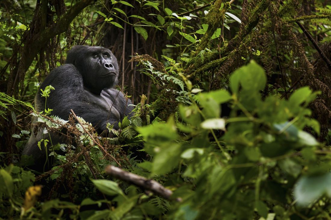 An adult Grauer’s gorilla sits among dense green undergrowth in Congolese rainforest