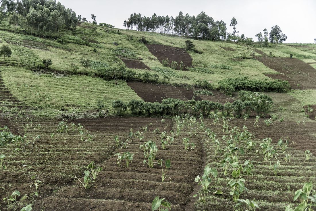 Terraced hillside farm plots mark the cultivated forest frontier in North Kivu, DRC